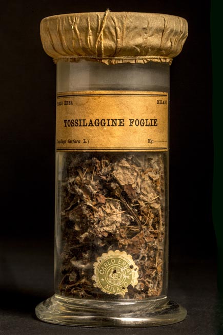 TOSSILAGINE - foglie